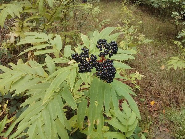 Berries and Boss Fights in Bad Vöslau